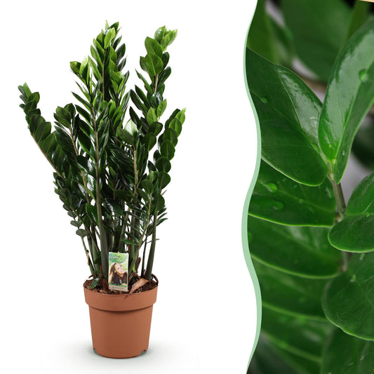 Green boutiQ - Houseplants - Zamioculcas - ZZ plant - Low maintenance - Green - 1 Plant - Pot 21cm - Height 80-90cm