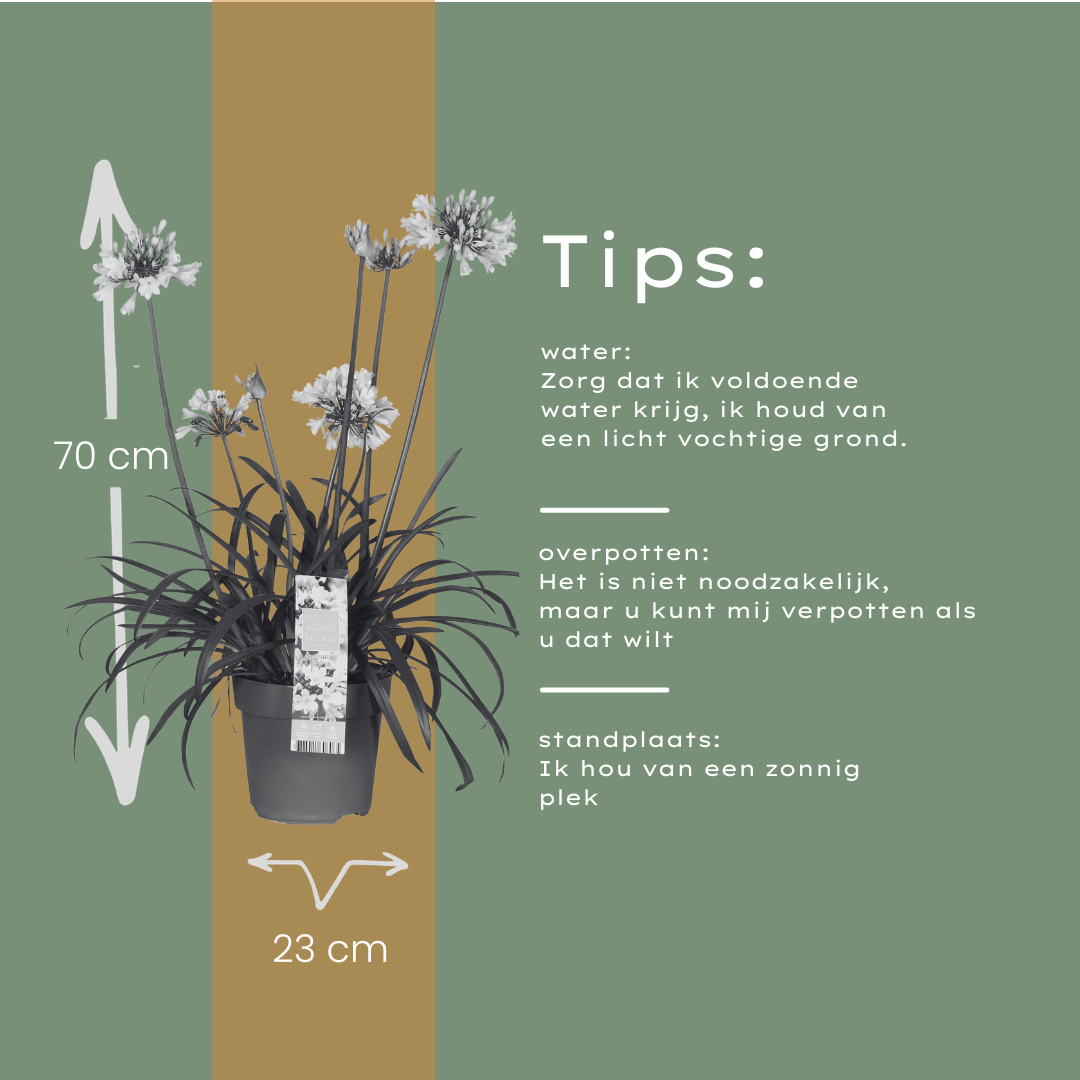 Agapanthus 'Everwhite' 23cm
