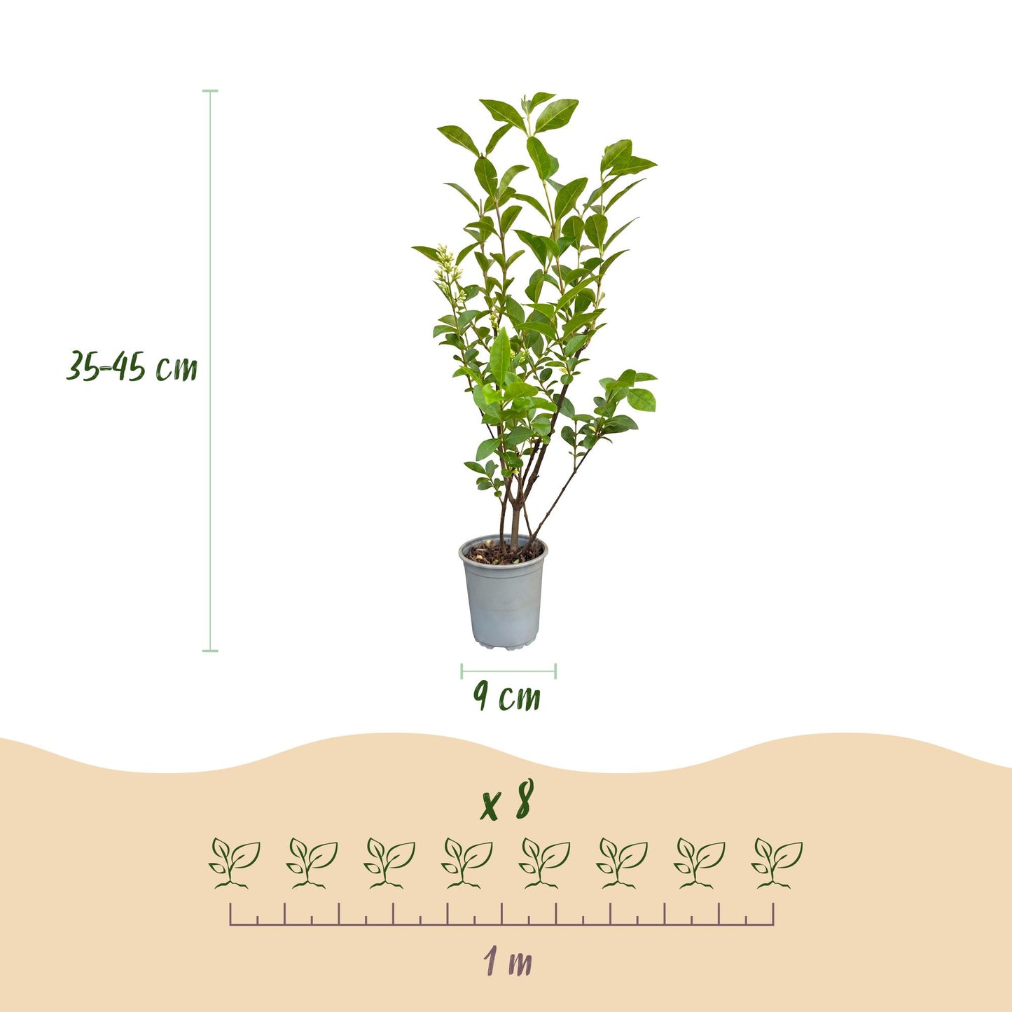 Green boutiQ - 16x Ligustrum ovalifolium - Common Privet - Hedge Plants - Evergreen - Green - Pot 9cm - Height 35-45cm