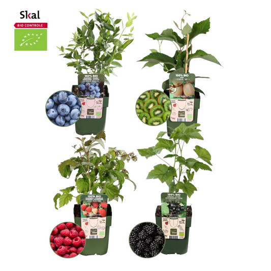 Mix di piante da frutto biologiche "Summer Fruits" - Set di 4 tipi diversi