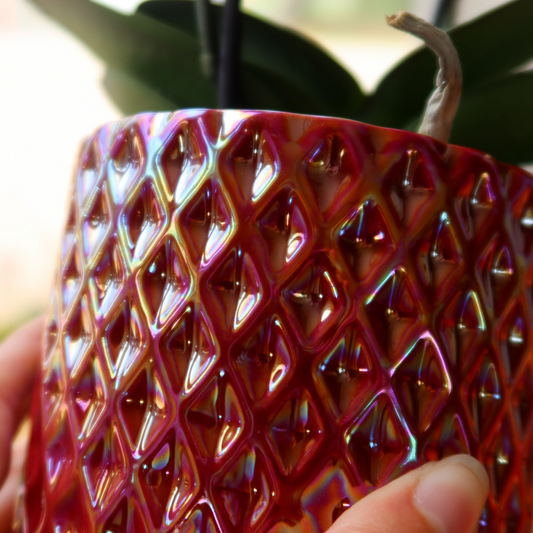 Orchidee Hummingbird | orchidea phalaenopsis rossa Congo + Diamond Pearl Pot rossa - dimensioni del vaso Ø9cm | pianta da appartamento fiorita - fresca dal coltivatore
