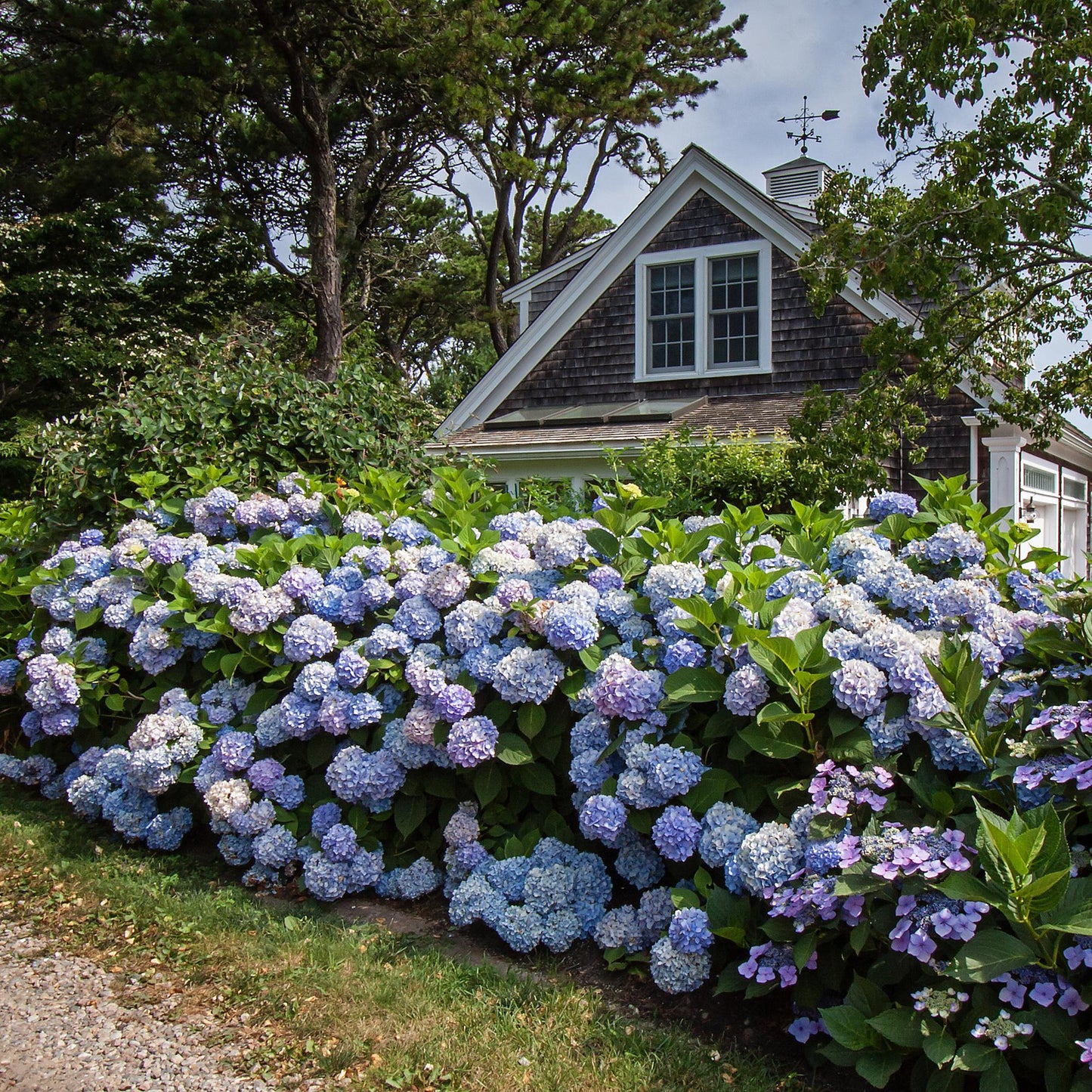 Green boutiQ - Garden Plant - Hydrangea Endless Summer The Original Blue - Hydrangea - Hardy - Blue - 2 Plants - Pot 14cm - Height 20-25cm