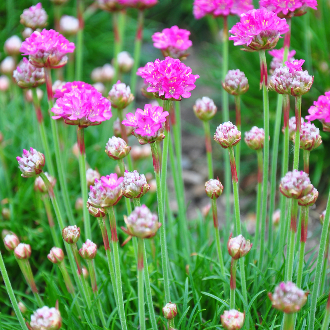 24x Armeria m. 'Splendens' - ↕10-25cm - Ø9cm