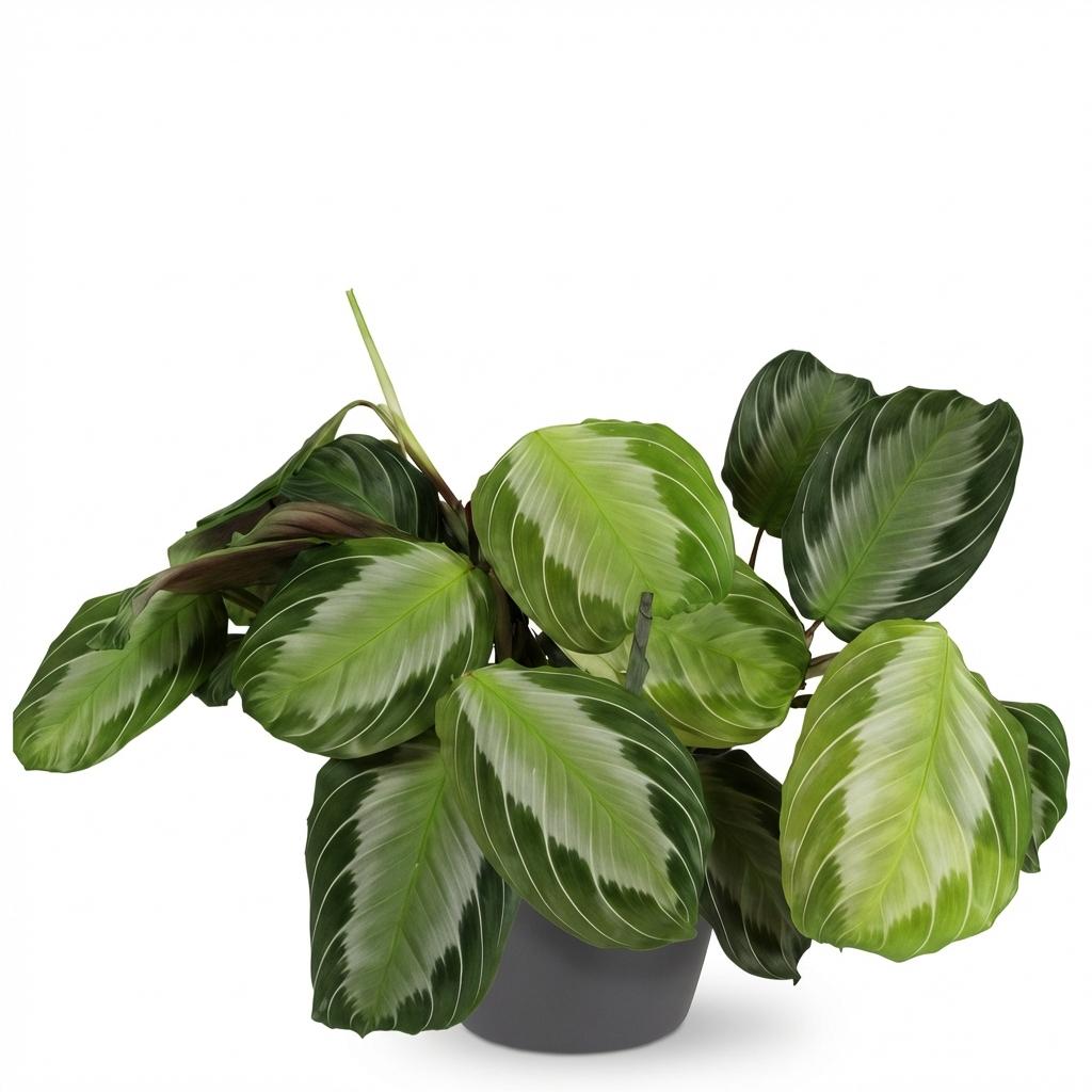 Kamerplant - Maranta Fascinator Silverband - Gebedsplant - Huisdiervriendelijke Plant - Groen - 1 Plant - met Potter Grijs - Pot 12cm - Hoogte 25cm