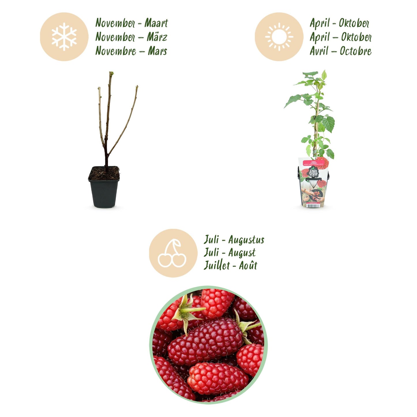 Fruitplanten - Taybes - Rubus Tayberry - Winterhard - 6 Planten - Pot 9 cm - Rode Bes