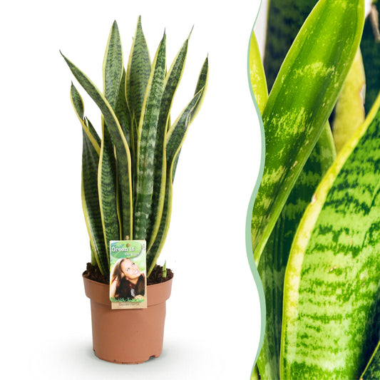 Green is... Indoor Plants - Sansevieria Laurentii - Snake Plant - Low Maintenance - Green - 1 Plant - Pot 17cm - Height 60-70cm