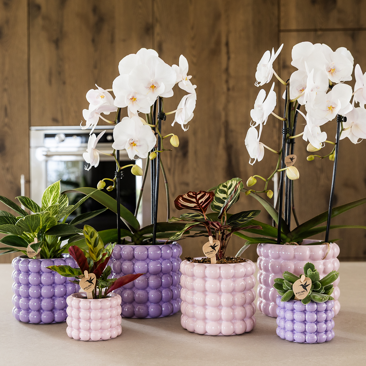 Kolibri Orchids | Plant Set Poppy Purple | White Lausanne orchid 12 cm + green plant 9 cm incl. decorative pots – fresh from the grower