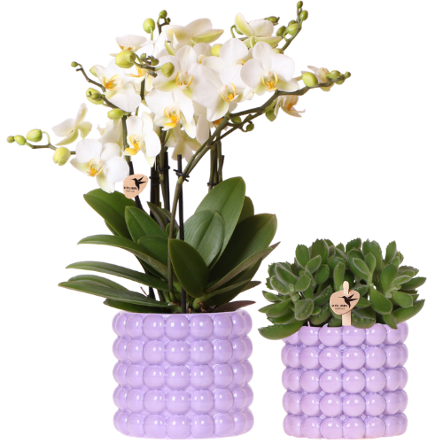 Kolibri Orchids | Plant Set Poppy Purple | White Lausanne orchid 12 cm + green plant 9 cm incl. decorative pots – fresh from the grower