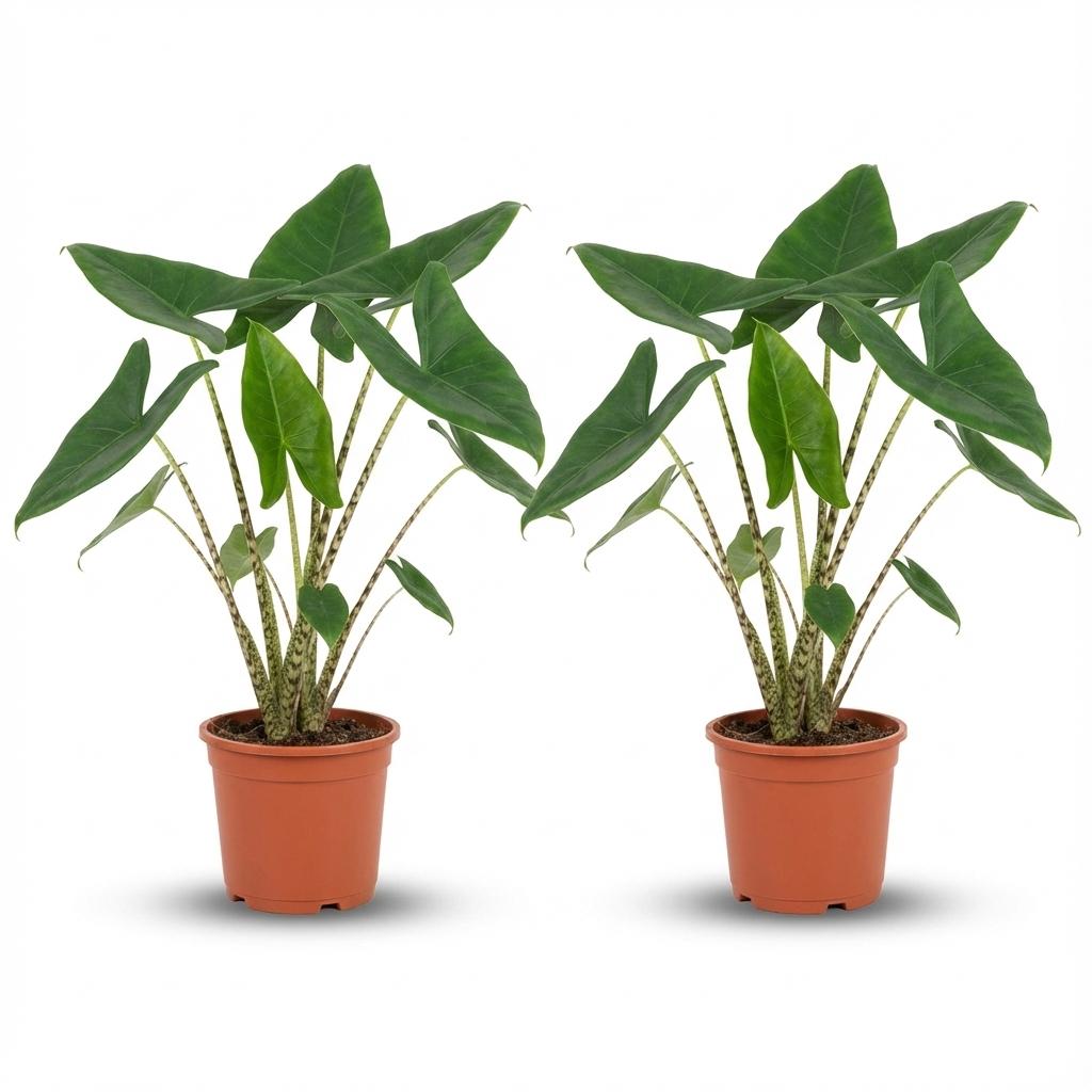 Alocasia Zebrina - 2 Pieces - Ø 21 cm - Height: 70 - 75 cm