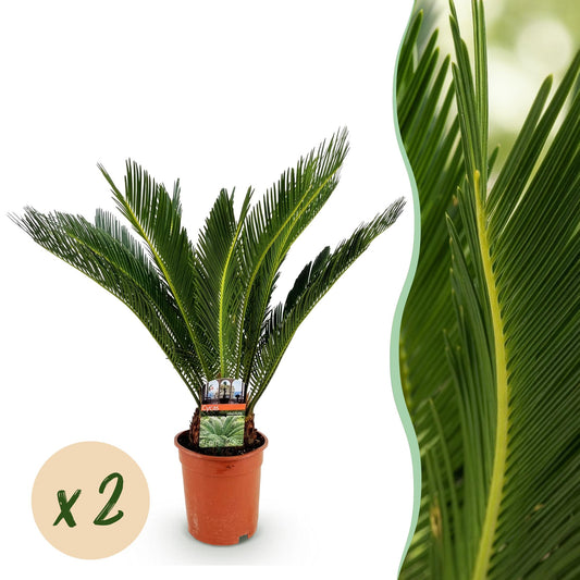 Houseplant - Cycas revoluta - Sago Palm - Low maintenance - Green - 2 - Pot 17cm - Height 55-65cm
