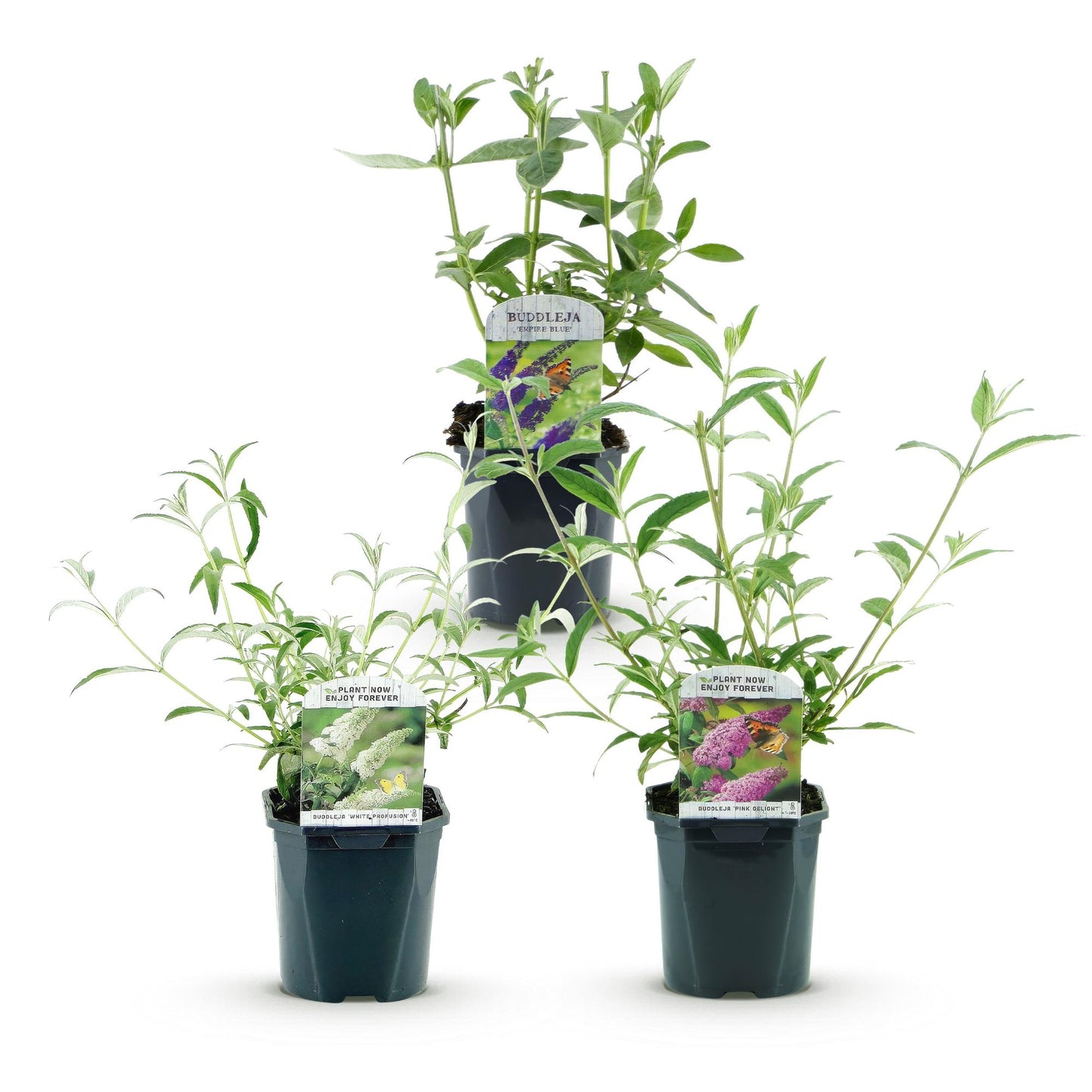 Garden Plant - Buddleja davidii Tricolour - Butterfly Bush - Hardy - Blue - Pink - White - 3 Plants - Pot 17cm - Height 45cm