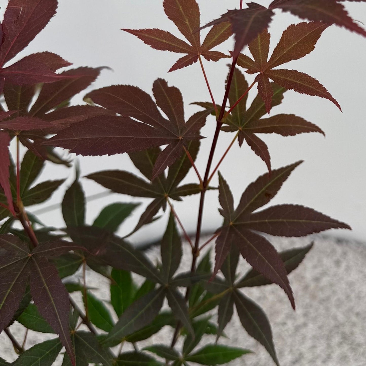 Outdoor Plant - Acer palmatum Atropurpureum - Purple - 3 Plants - Deciduous - Low Maintenance - Pot 12cm Height 35cm