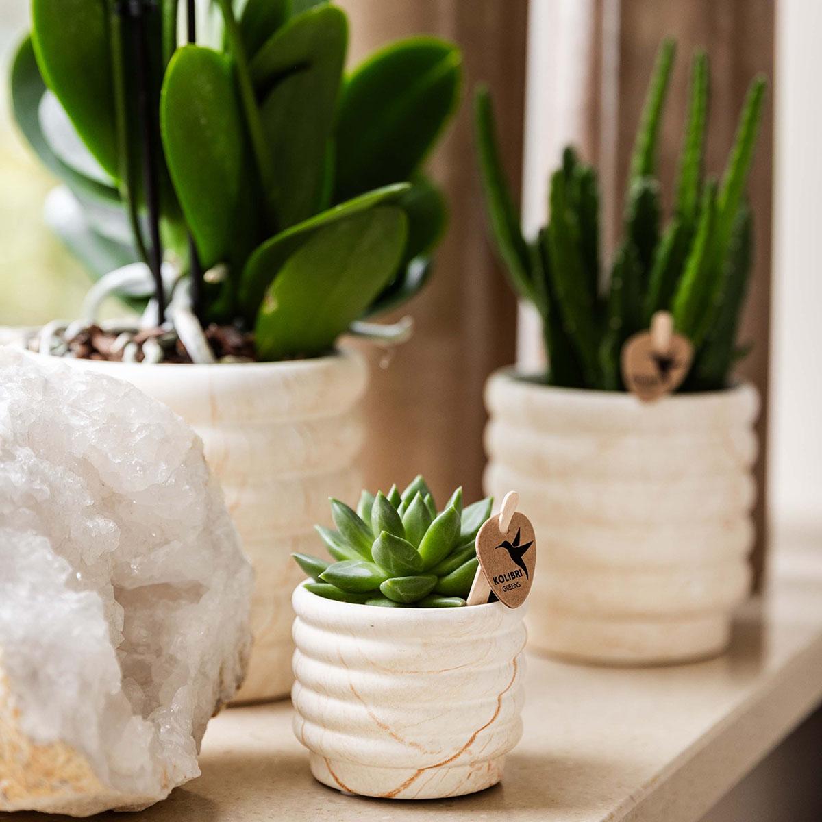 Kolibri Company | Set di piante Slow Living small | Orchidea Phalaenopsis bianca Lausanne e succulenta incl. vasi decorativi in ceramica su vassoio organico bianco