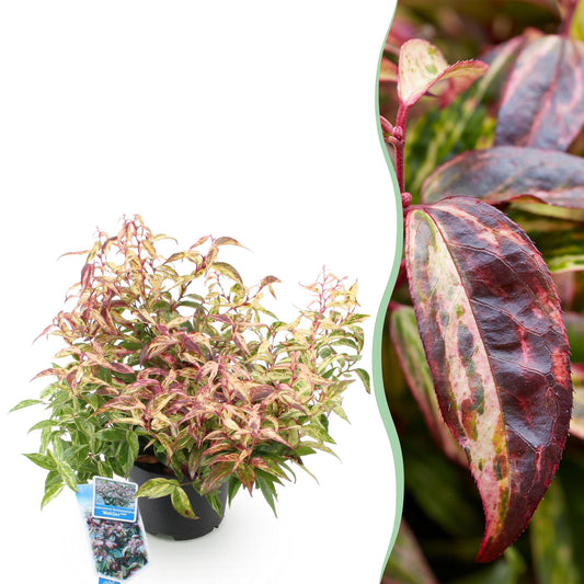 Pianta da Giardino - Leucothoe Makijaz - Marrone - 1 Pianta - Sempreverde - Poca Manutenzione - Vaso 17cm Altezza 45cm