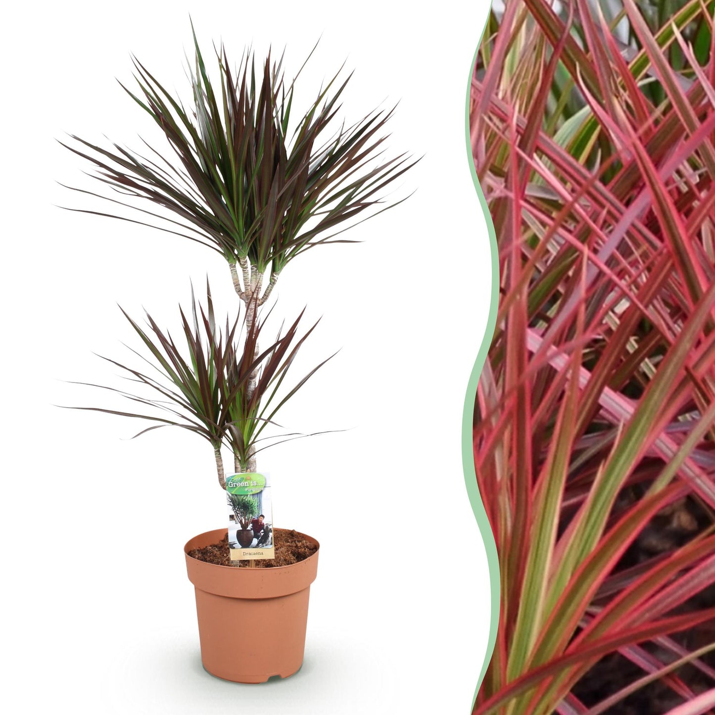 Green BoutiQ - Green is... Houseplants - Dracaena Magenta - Dragon Blood Tree - Low maintenance - Green - 1 Plant - Pot 21cm - Height 90-100cm