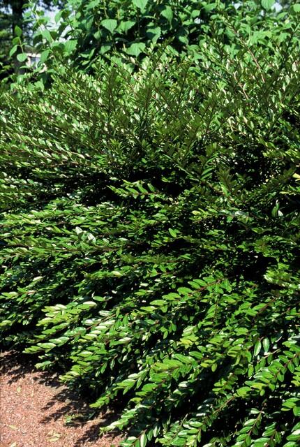 48x Lonicera pileata 'Purple Pearl' - ↕10-25cm - Ø9cm