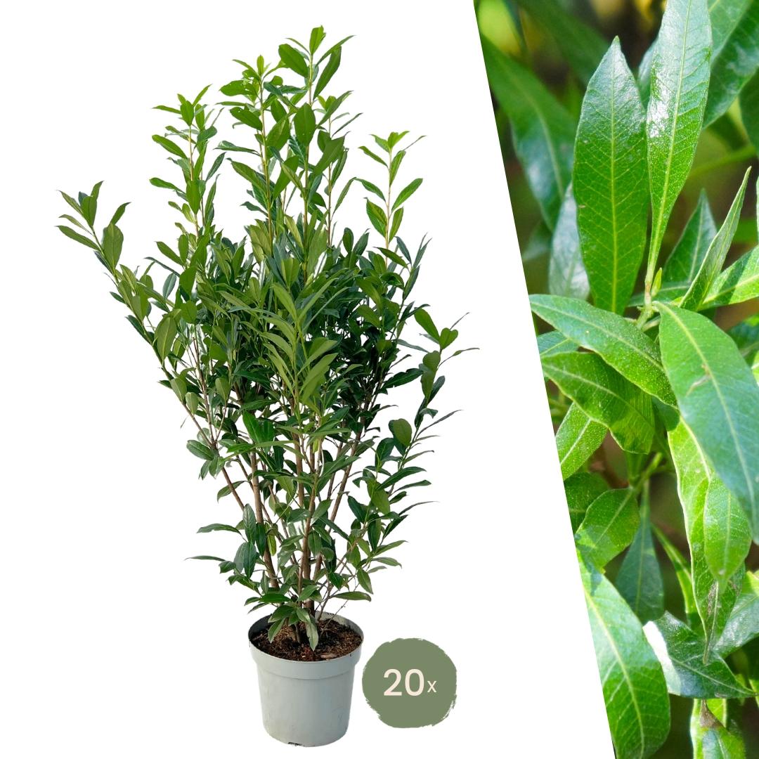 Alloro ciliegio grande Caucasica per 10 metri lineari di siepe - 15L - 20x | ↨ 125-150 cm