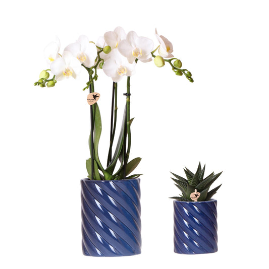 Orchidee colibrì | Set di orchidea bianca Amabilis e succulenta in vasi decorativi Candy blu - dimensioni vaso Ø9 cm e Ø6 cm | pianta d'appartamento in fiore - fresca dal coltivatore