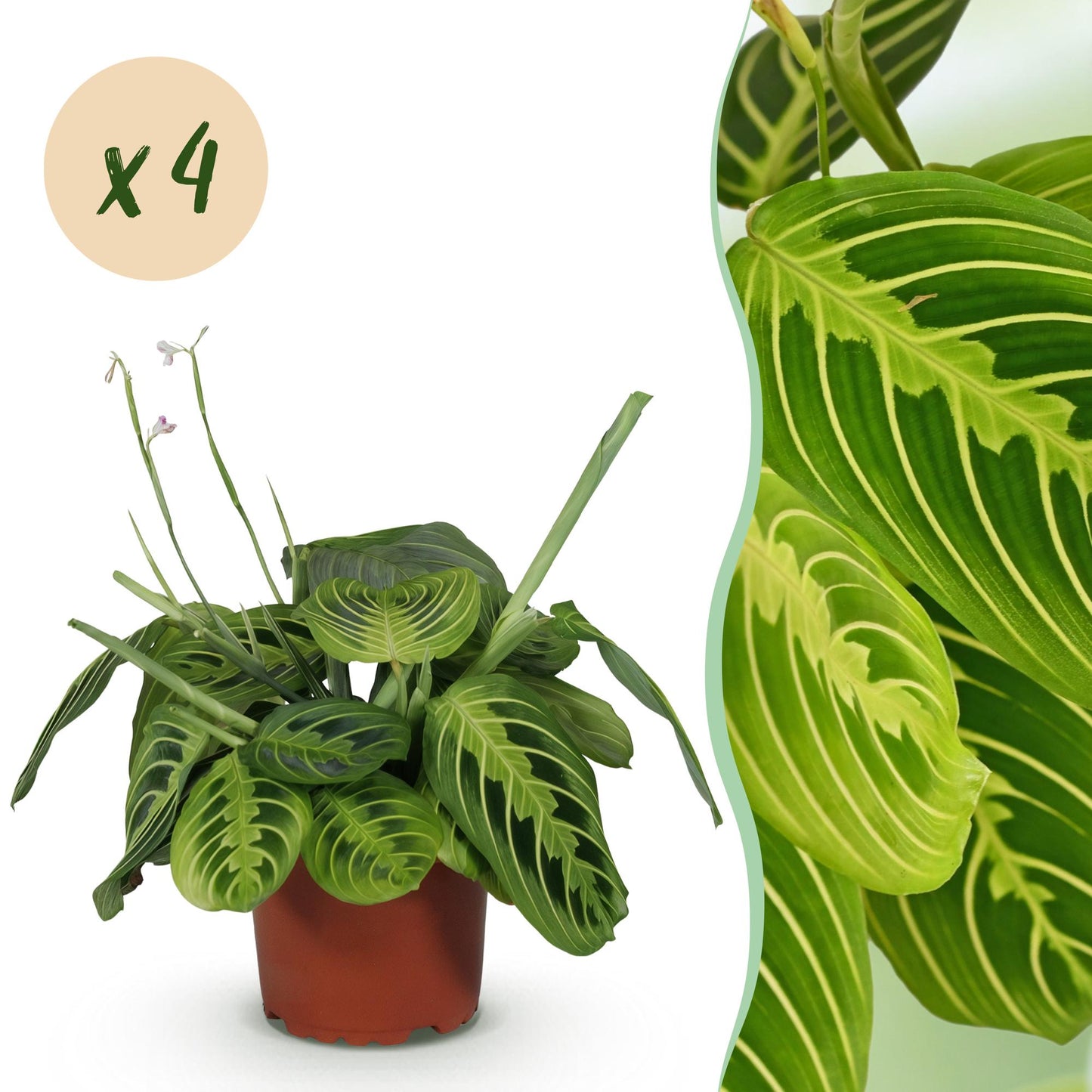Green boutiQ - Houseplant - Maranta Fascinator Lemon Lime - Prayer Plant - Pet-Friendly - Green - 4 Plants - 12cm Pot - Height 30-35cm