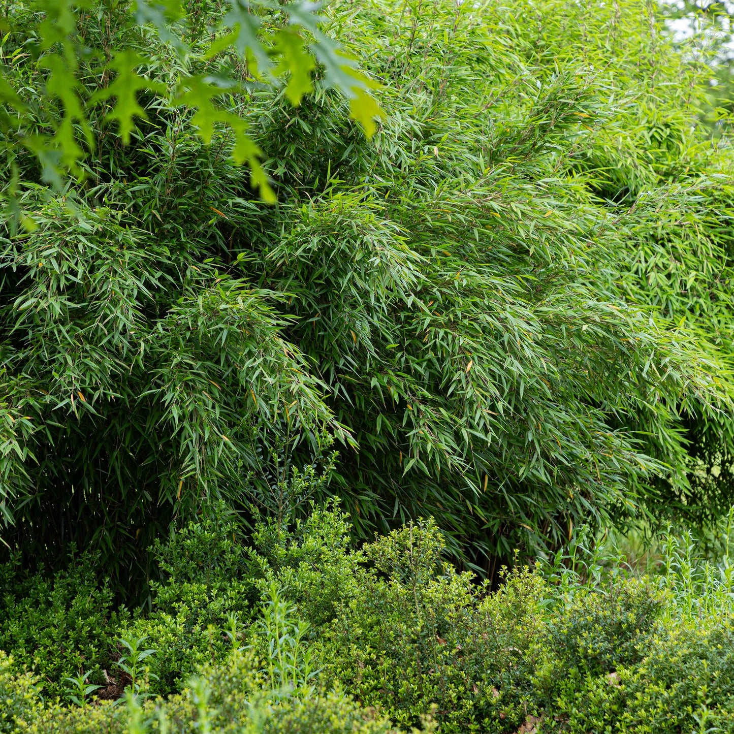 Green boutiQ - Bamboo - Fargesia Red Dragon - Evergreen - Non-invasive - Green - 18 Plants - 14cm Pot - 35cm Height