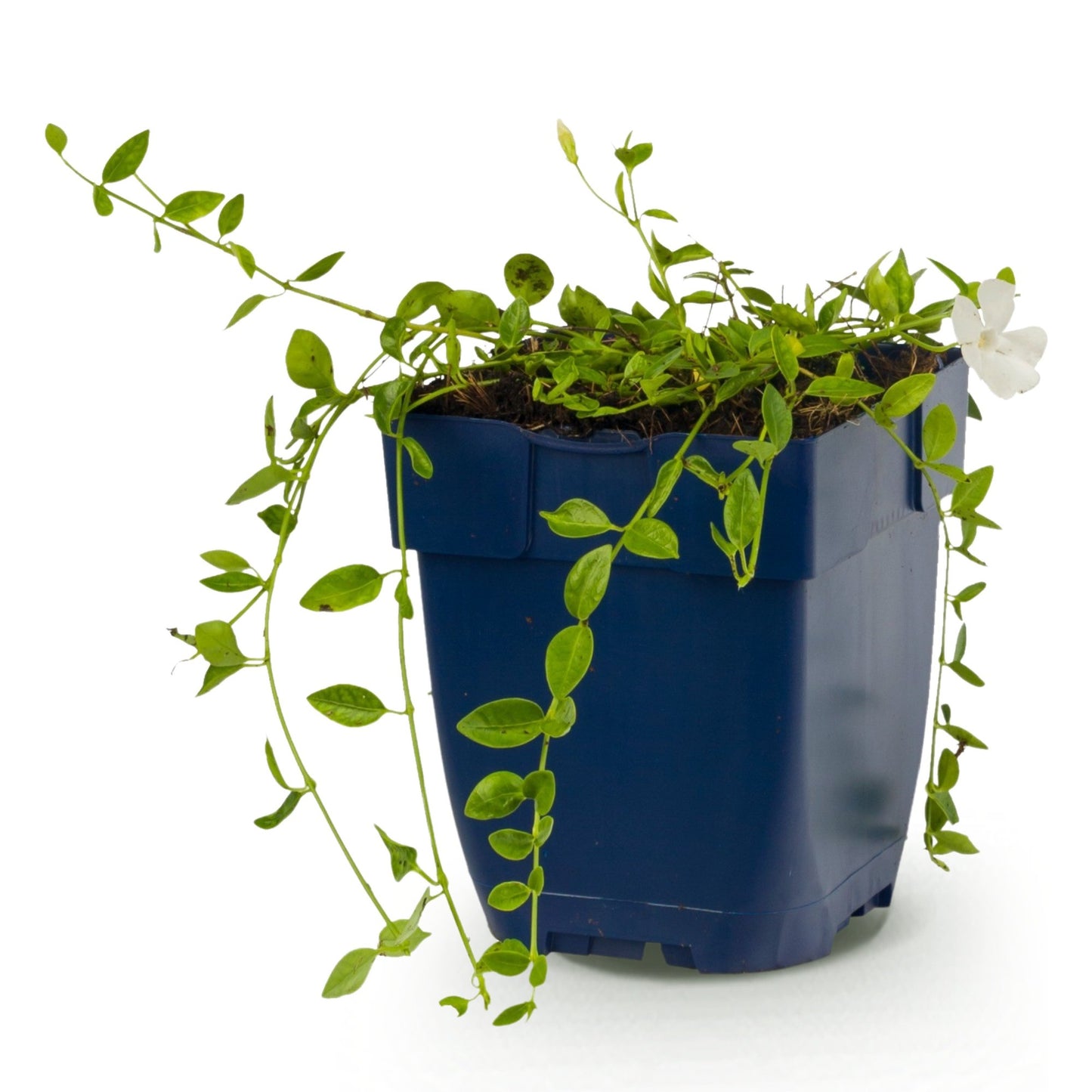Perennial - Vinca minor Alba - Periwinkle - Ground Cover - White - 1 Plant - Pot 11cm - Height 15-25cm