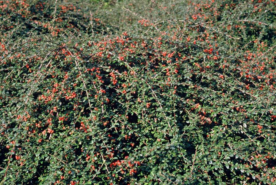 60x Cotoneaster suec. 'Coral Beauty' - ↕10-25cm - Ø9cm