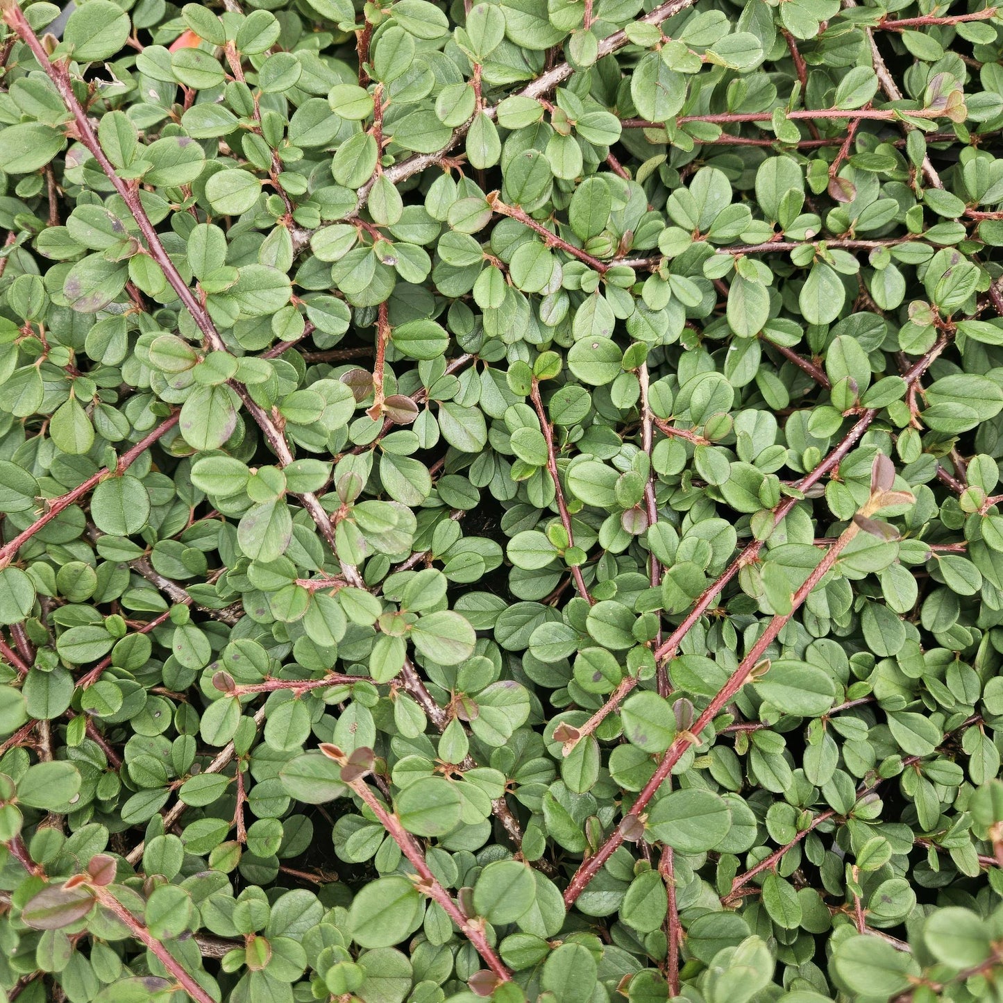 48x Cotoneaster pr. 'Queen of Carpets' - ↕10-25cm - Ø9cm