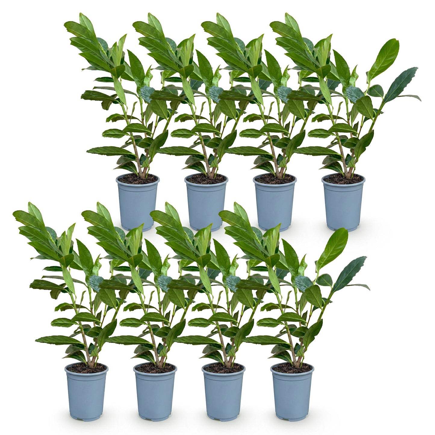 Green boutiQ - 8x Prunus laur. Caucasica - Cherry Laurel - Hedge Plants - Evergreen - Green - 9cm Pot - Height 25-35cm