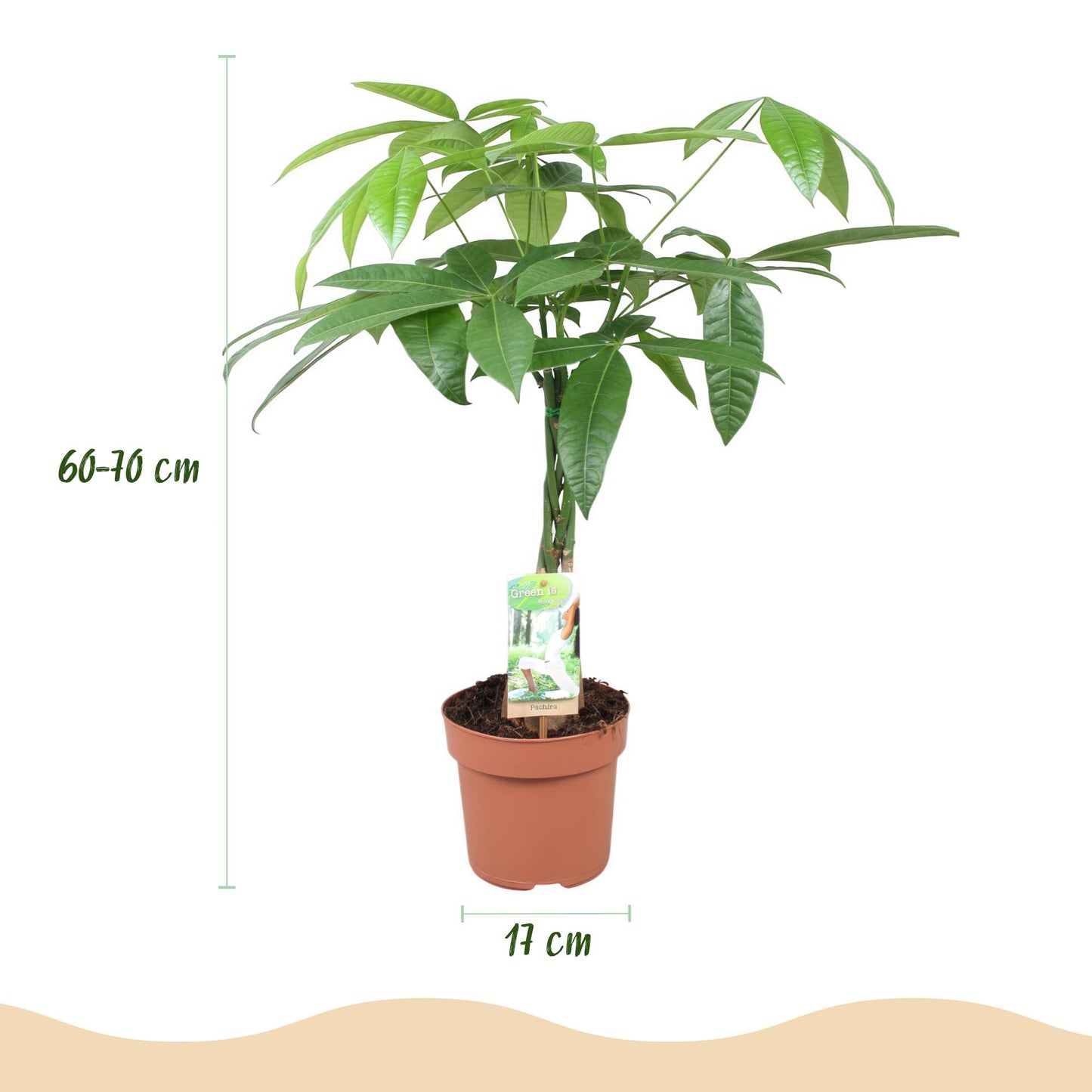 Green BoutiQ - Green is... Kamerplanten - Pachira Aquatica gevlochten stam - Geldboom - Weinig onderhoud - Groen - 1 Plant - Pot 17cm - Hoogte 60-70cm