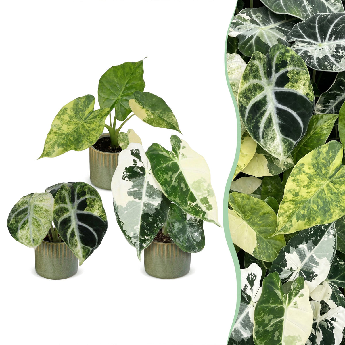 3x Baby Alocasia Tricolour Variegata - Green - Black - Variegated - Tropical - incl. Linnea Olive - Ø6cm - ↕5-15cm