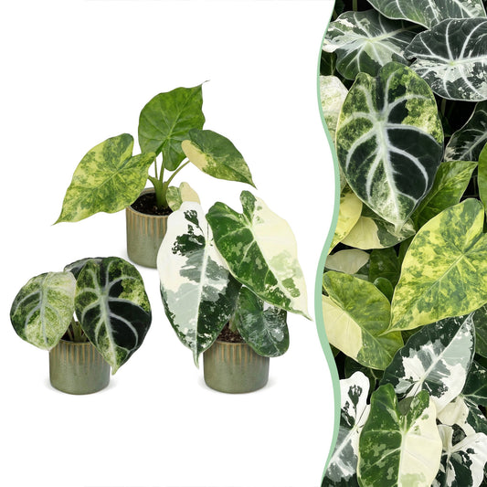 3x Baby Alocasia Tricolour Variegata - Verde - Nero - Variegata - Tropicale - incl. Linnea Olive - Ø6cm - ↕5-15cm