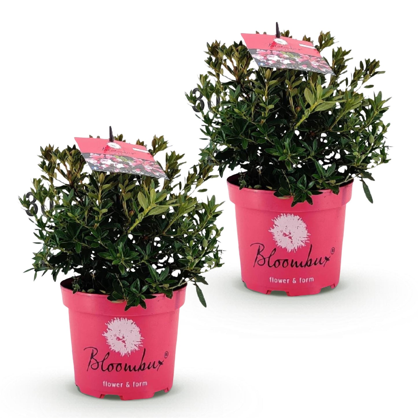 Green BoutiQ - Dwarf Rhododendron - Rhododendron Bloombux Magenta - Flowering Boxwood - Low Maintenance - Pink Flower - 2 Plants - Pot 17cm - Height 30-40cm