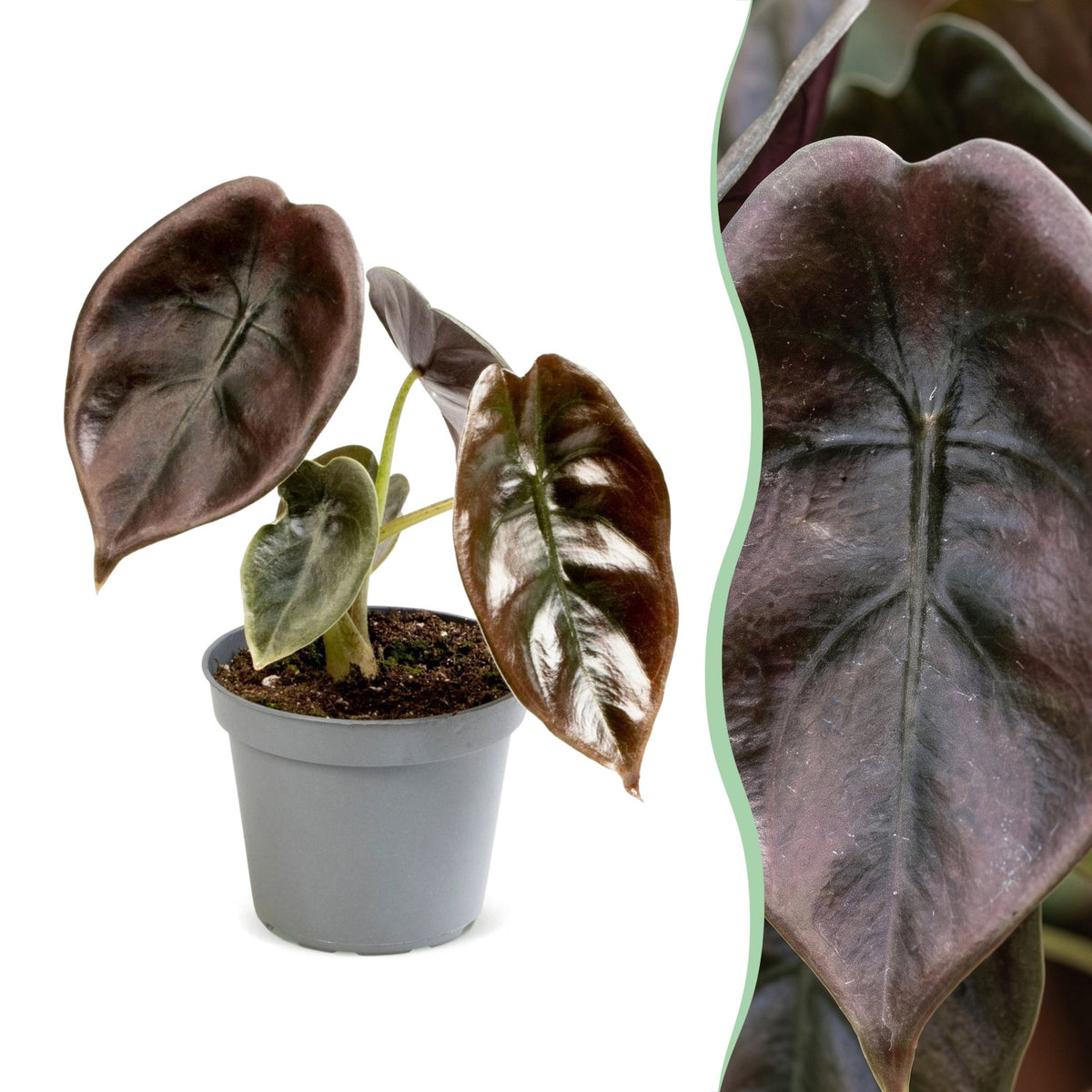 Alocasia Cuprea Red - Spiegelplant - Rood - Tropisch - Ø6cm - ↕12cm