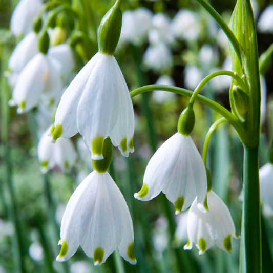 320x Leucojum Aestivum - Summer Snowflake - White - Spring Bloomer - Bulb size 8/9