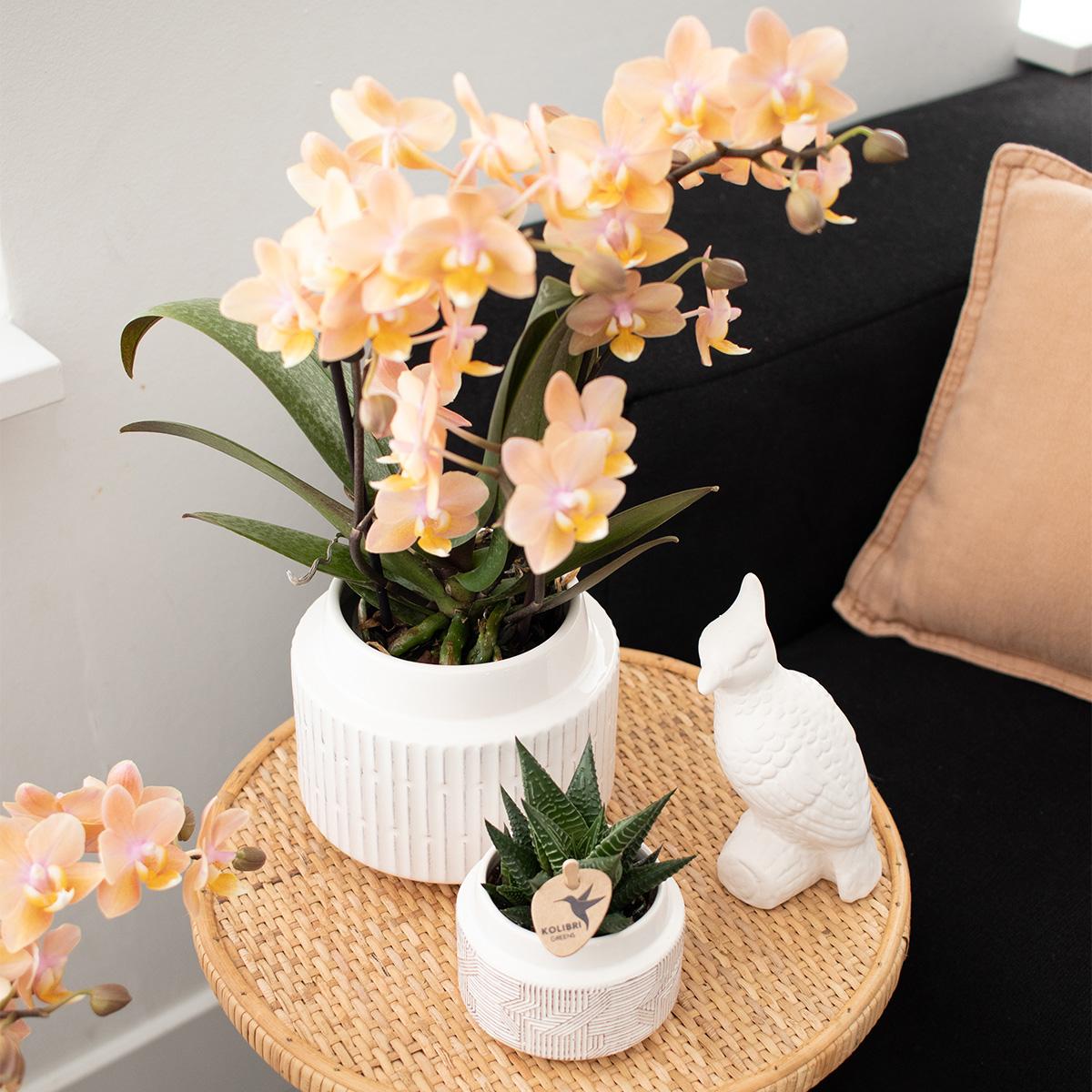 Orchidee Kolibri - Mix di scatole a sorpresa - scatola sconto per piante - scatola a sorpresa con 4 diverse orchidee - fresche dal coltivatore