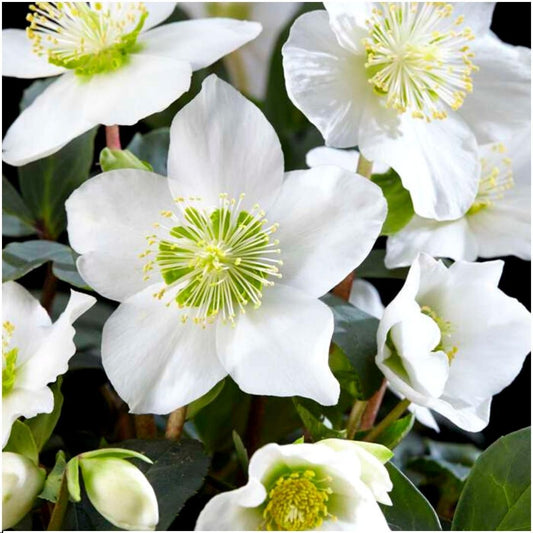 Set di 48 piante di rose di Natale | 48 Helleborus niger 'Christmas Carol' | 7 cm Ø | 20 cm ↕