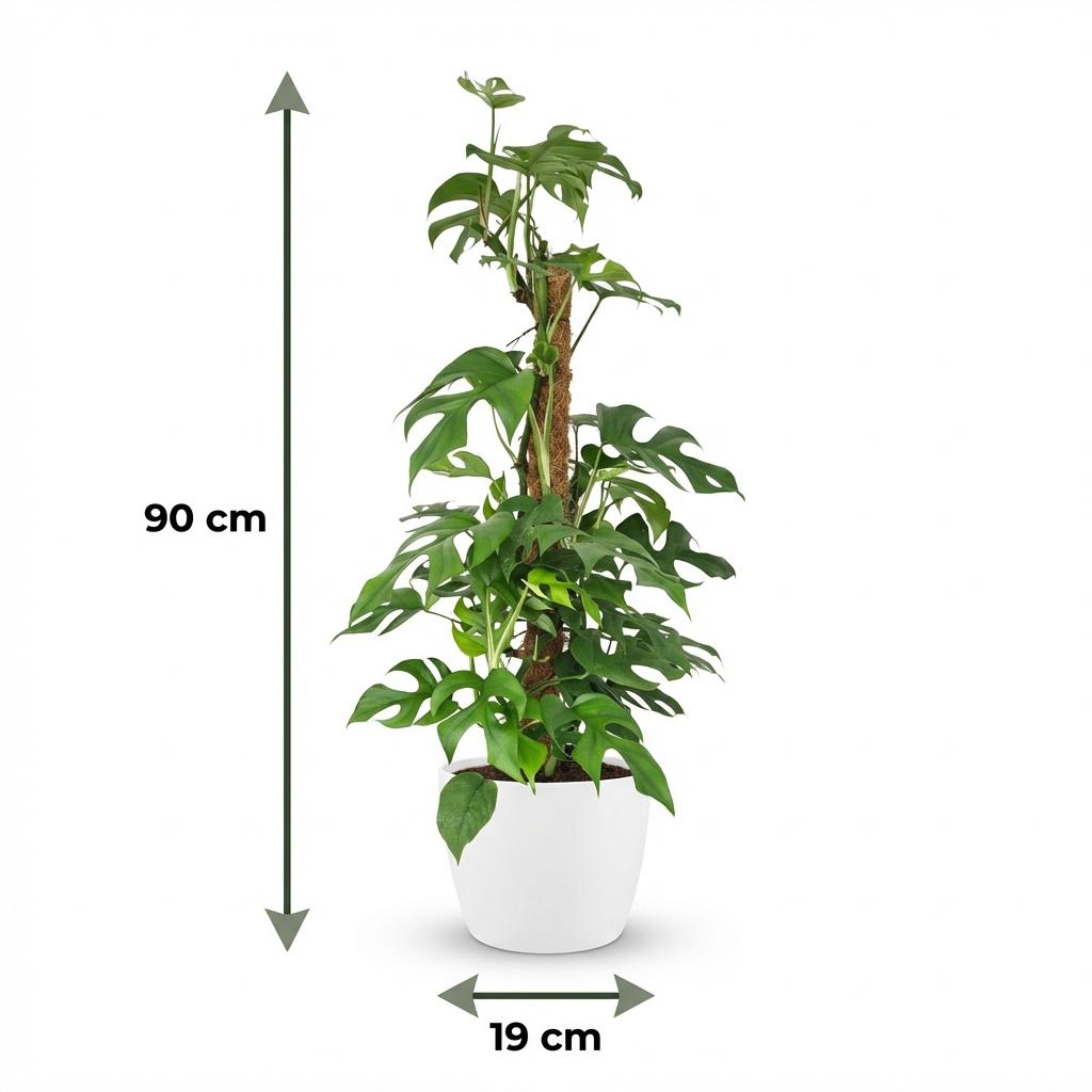 Green boutiQ - Indoor Plant - Mini Swiss Cheese Plant - Monstera Minima Moss Pole - Green - Low Maintenance - 1 Plant - with White Potter - Pot 19cm - Height 90cm