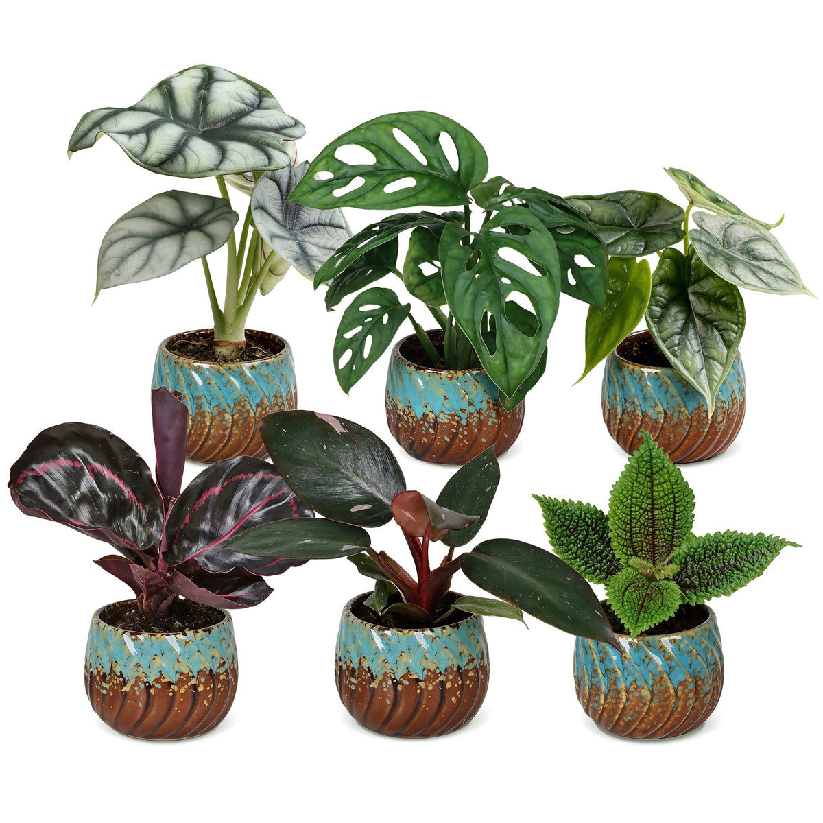 6x Baby Jungle Mix - Diversen - Tropisch - incl. Copper Reef - Ø6cm - ↕10-15cm