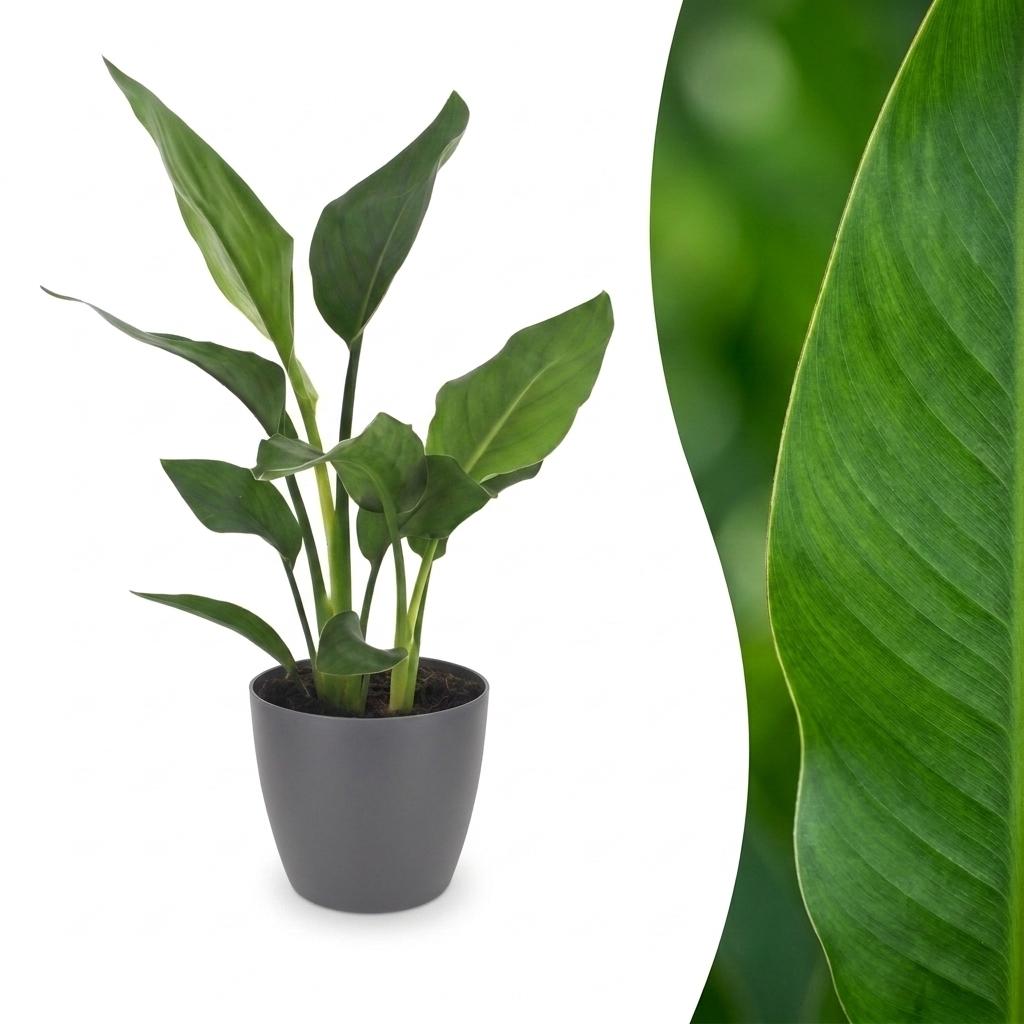 Strelitzia Reginea - Bird of Paradise Flower - 1 Plant - with Grey Pot - Pot 12cm - Height - 35cm