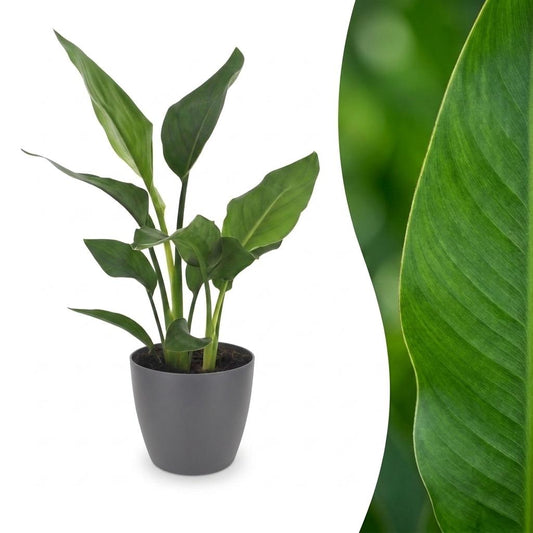 Strelitzia Reginea - Bird of Paradise Flower - 1 Plant - with Grey Pot - Pot 12cm - Height - 35cm