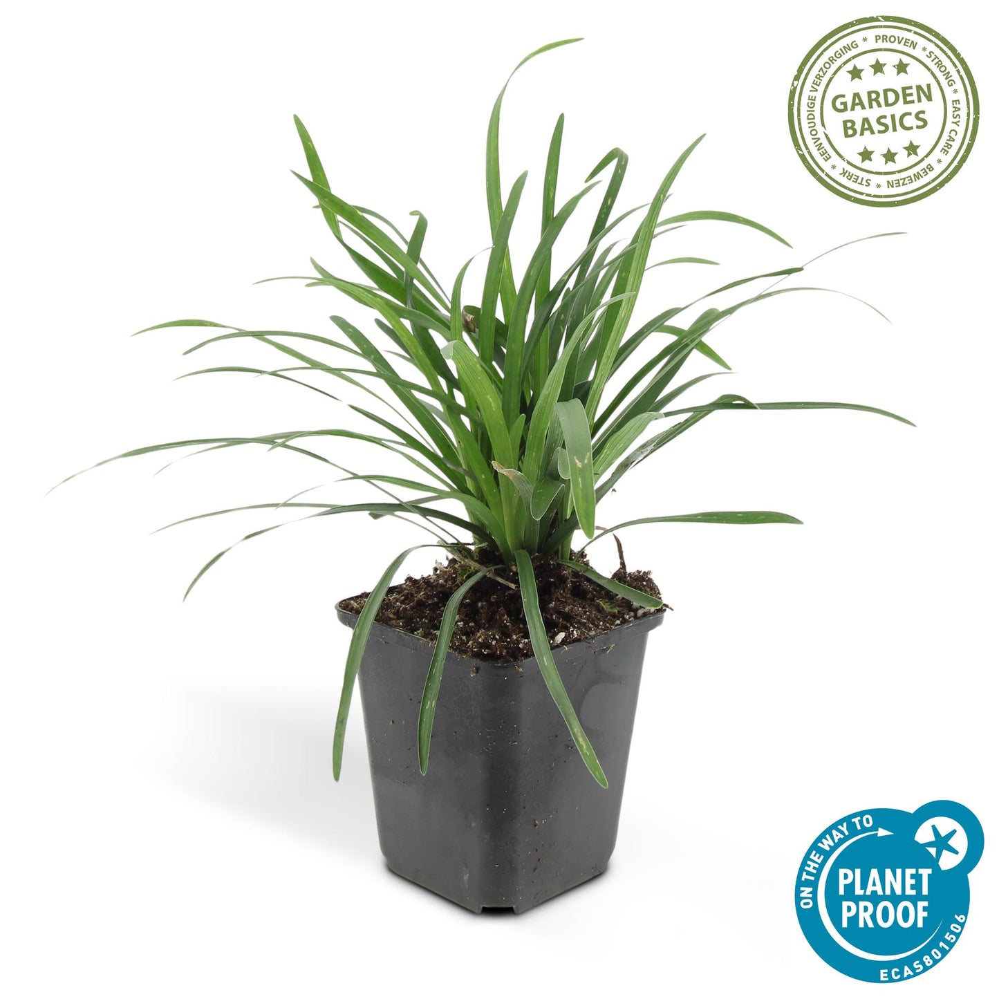 40x Liriope muscari 'Big Blue' - ↕10-25cm - Ø9cm