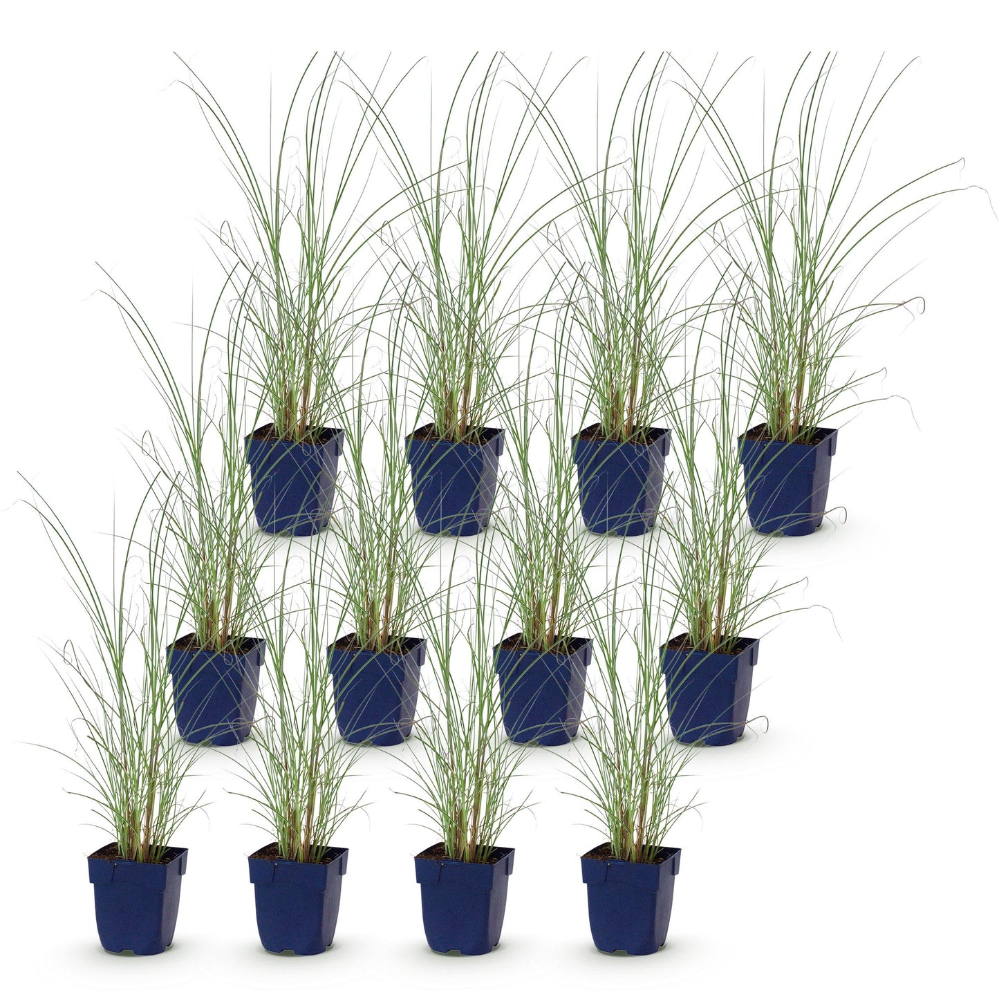 Grassen - Miscanthus sin. Morning Light - Pampusgras - Met Pluim - Zilver - 12 Planten - Pot 11cm - Hoogte 15-25cm