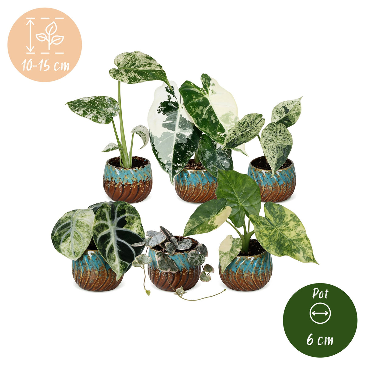 6x Baby Variegata Mix - Varie - Tropicale - incl. Copper Reef - Ø6cm - ↕10-15cm