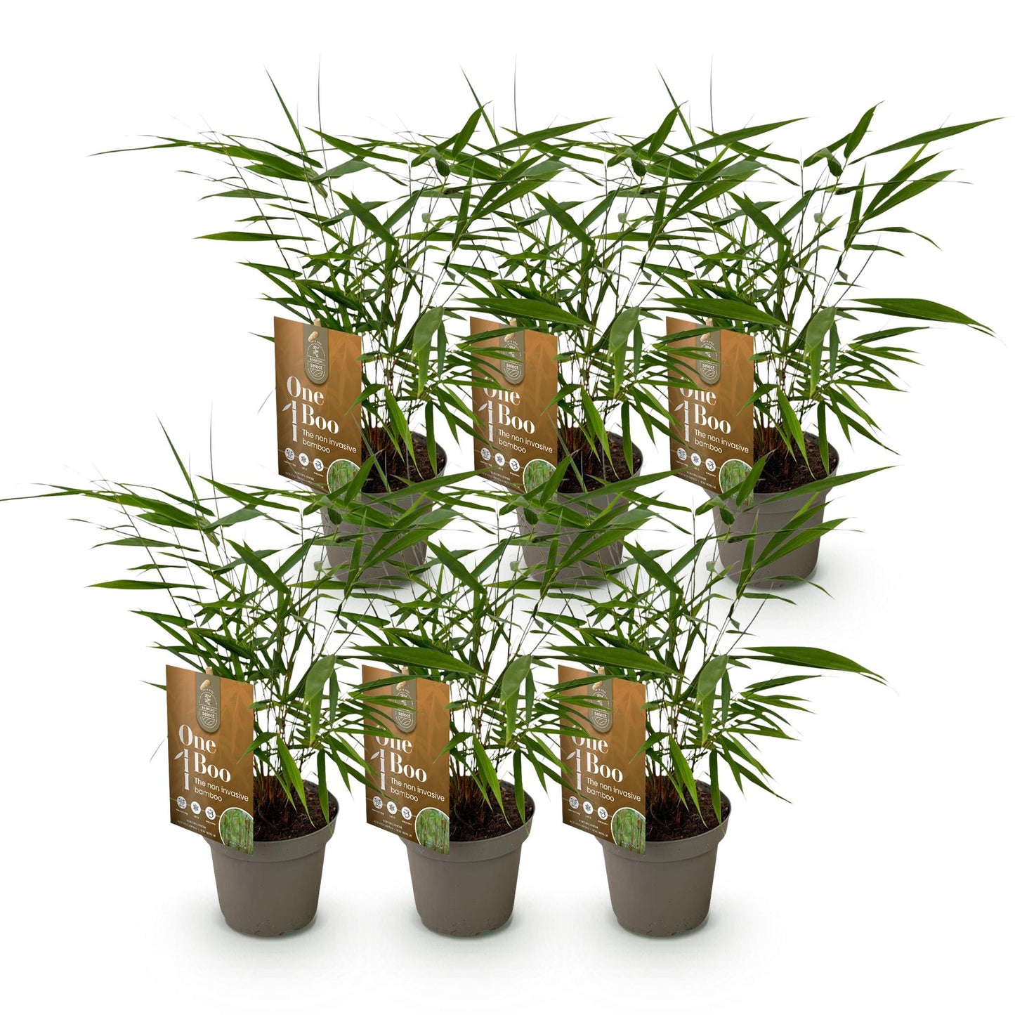 Green boutiQ - Bamboo - Fargesia Asian Wonder - Evergreen - Non-invasive - Green - 6 Plants - Pot 14cm - Height 35cm