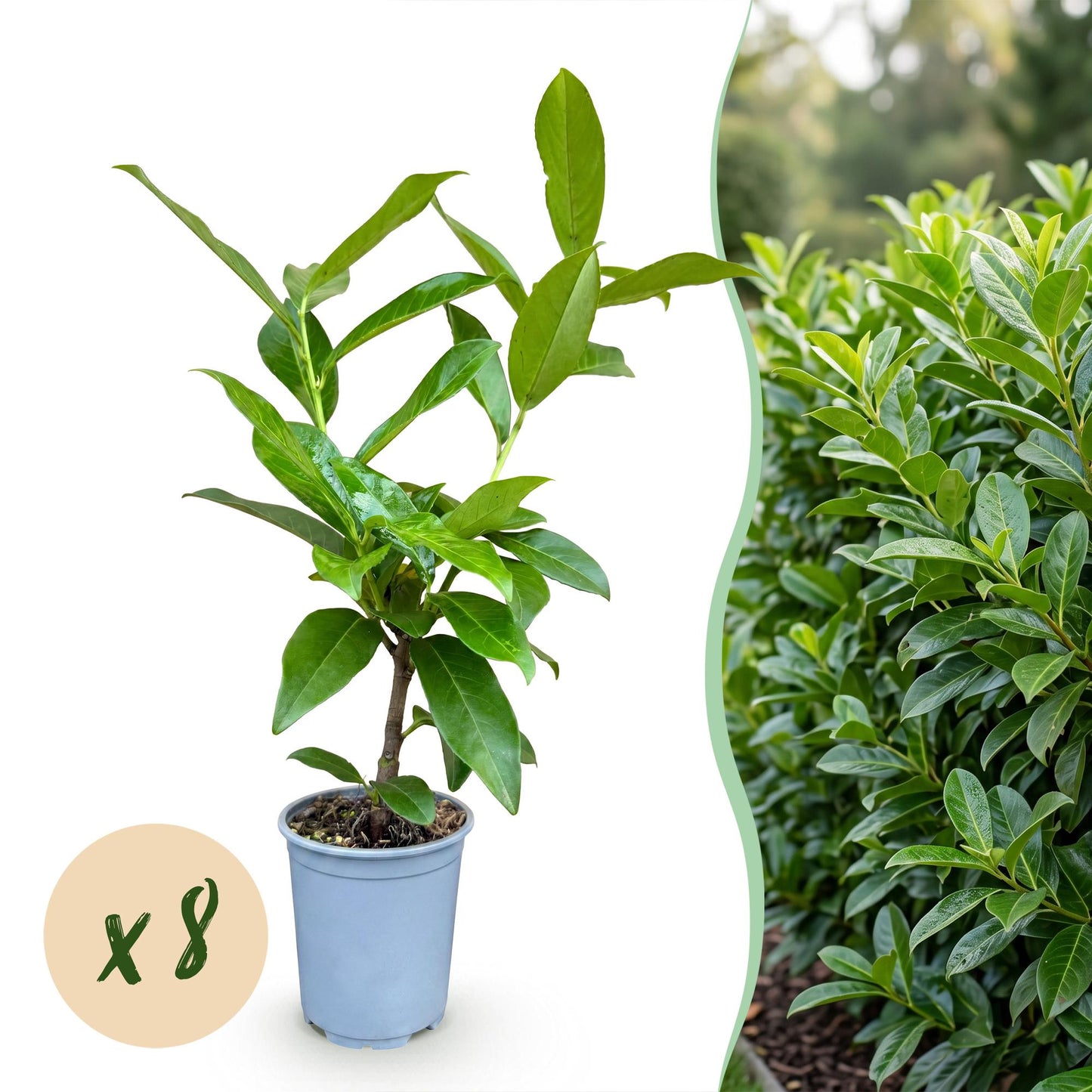 Green boutiQ - 8x Prunus laur. Novita - Cherry Laurel - Hedge Plants - Evergreen - Green - Pot 9cm - Height 25-35cm