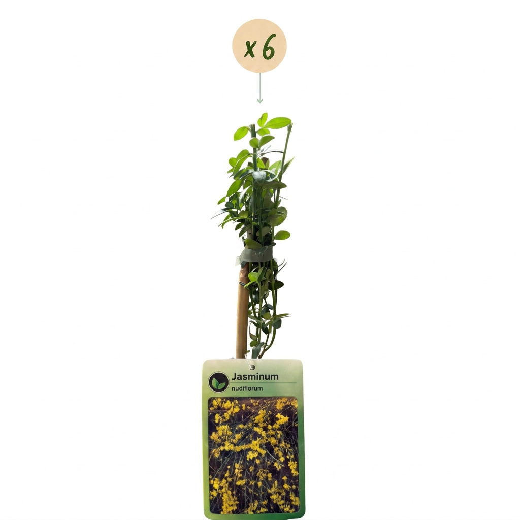 6x Jasminum nudiflorum - Winterjasmijn - Geel - Klimplant - Ø9cm - ↕35cm