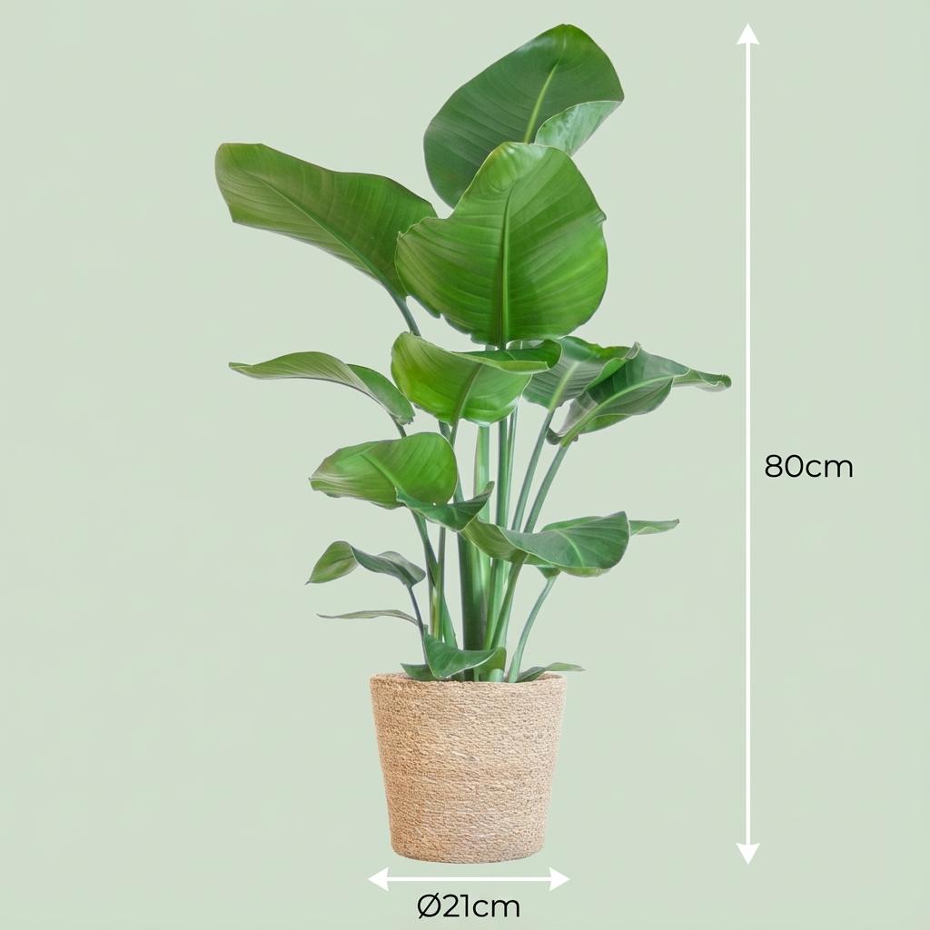 Strelitzia Nicolai with basket Zeegras natural - 80cm - Ø21