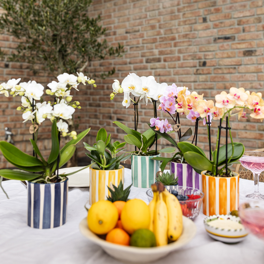 Orchidee Hummingbird | orchidea phalaenopsis bianca Losanna + vaso decorativo Painted Stripe turchese - dimensioni del vaso Ø9cm | pianta da appartamento fiorita - fresca dal coltivatore