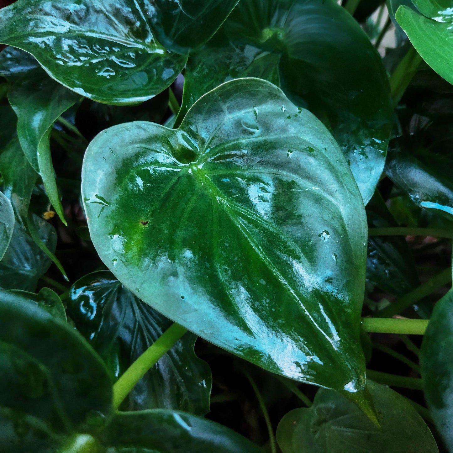 Green boutiQ - Houseplants - Alocasia Cucullata - Buddha's Hand - Low maintenance - Green - 1 Plant - with Potter White - Pot 21cm - Height 65-70cm