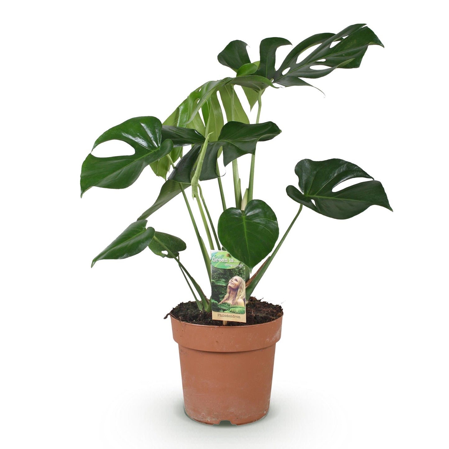 Green is... Houseplants - Monstera Deliciosa - Swiss Cheese Plant - Low maintenance - Green - 1 Plant - Pot 17cm - Height 50-55cm